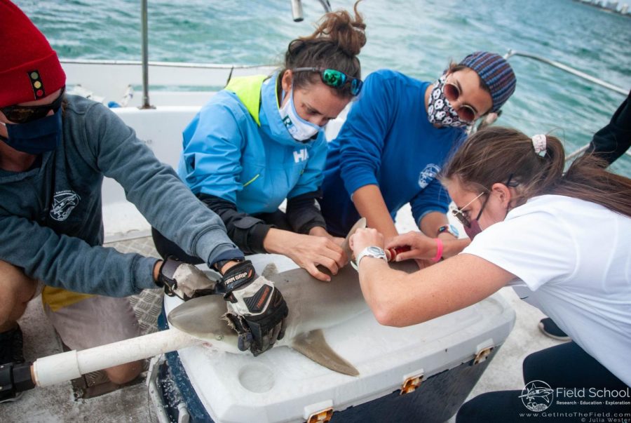 Dr. Kristine Stump teaches Lindsay Gould 21 how to correctly catch and tag sharks on Biscayne Bay