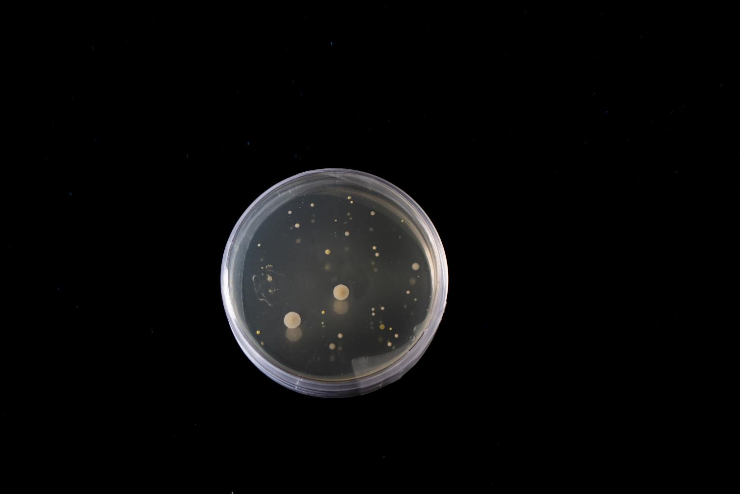 A bacteria sample taken from the air in Ludington 4.